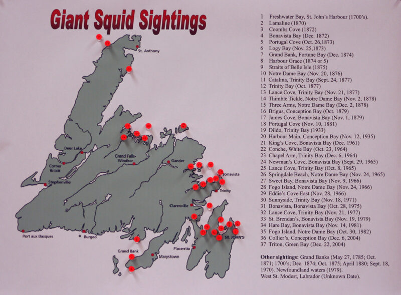 Giant squids are a tale as old as time in Newfoundland – The